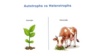 Autotrophs vs Heterotrophs  Differences  Class 10th NCERT  Science  Biology [upl. by Atsylac]