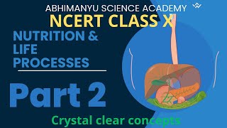 Life processes Heterotrophic Nutrition NCERT nutrition  Crystal clear concept [upl. by Callahan]