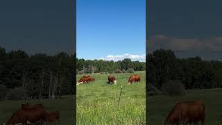 Great Cows In A Great Grass shortsvideo cow cowslips animalfacts sub cowcows [upl. by Adaha]