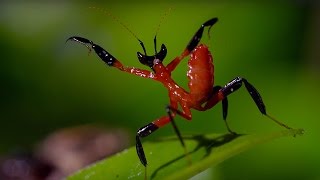 Kung Fu Mantis Vs Jumping Spider  Life Story  BBC [upl. by Inail]