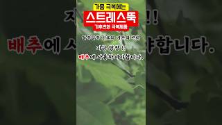 배추 가뭄에는 기후변화를 극복할 수 있는 제품을 사용하셔야 합니다 [upl. by Ardnu634]