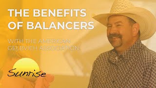 The Benefits of Balancer Cattle  Superior Sunrise [upl. by Aicilegna]