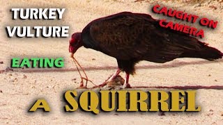 Caught on Camera Turkey Vulture eating a squirrel [upl. by Pratte706]