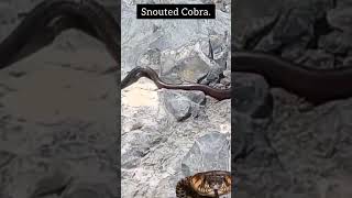 Inquisitive Snouted Cobra [upl. by Ayvid]