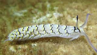 Nudibranch part 1  Best of NewCaledonia [upl. by Solon]