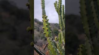 Honey Naboom Euphorbia Tetragona Africa nature travel floweringplant rareplants euphorbia [upl. by Stefan]