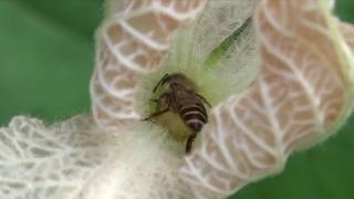 Stingless and Common Honey Bees visit male Bottle Gourd flowers [upl. by Seltzer795]