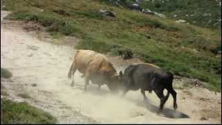 Combat de Taureaux sur le plateau du Coscionne en Corse [upl. by Otnicaj]