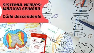 ADMITERE MEDICINA SISTEMUL NERVOS 6 MADUVA SPINARII Caile descendente [upl. by Seidel]