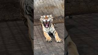 Mama tiger big Yawn and Attack 😳 [upl. by Christi]