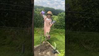 Le potager de lilo shortvideo merefille shorts [upl. by Marala732]