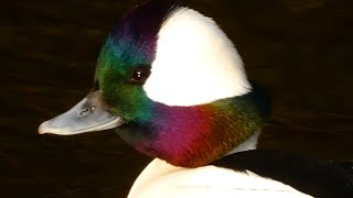 Bufflehead duck call sound courtship diving [upl. by Coulson455]