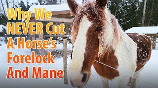 Why We Should NEVER Cut A Horses Mane And Forelock [upl. by Liane]