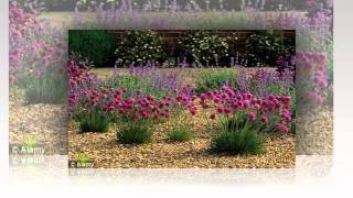 Armeria  garden plants [upl. by Aielam944]