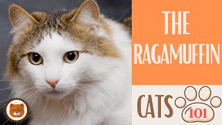 🐱 Cats 101 🐱 RAGAMUFFIN CAT  Top Cat Facts about the RAGAMUFFIN [upl. by Ahsiuqram]