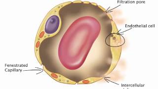 Chapter 20 Capillary Exchange Diffusion and Transcytosis [upl. by Talya491]