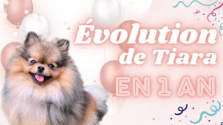 🐶 Comment un Spitz Nain charbonné évoluetil  🐾  ✦ 100 POMERANIAN [upl. by Asyla]