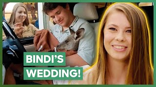 Bindi Irwin’s Wedding At Australia Zoo  Crikey Its The Irwins [upl. by Kamilah]