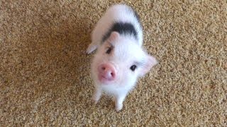 Mini Pig  A Cute Micro Pig Videos Compilation 2016  NEW HD [upl. by Yssep802]