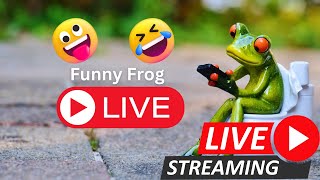 Catching frog । Funny make you laugh  New funny animal video  Frog jumping funny [upl. by Bysshe620]