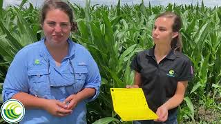 How to set up a corn rootworm beetle sticky trap [upl. by Terryl264]