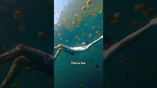 Sohoton Cove Tour amp Stingless Jellyfish Part 2 🪼 shorts travel philippines [upl. by Christmann]