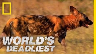 Killer Caretakers Painted Dogs  Worlds Deadliest [upl. by Appleton]