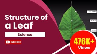 Structure of a Leaf  Science Tutorial [upl. by Norford]