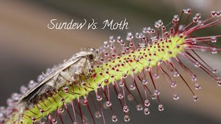 Sundew Vs Moth [upl. by Alper803]