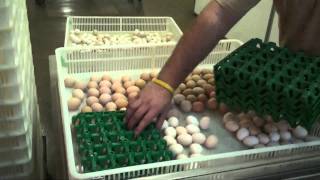 Tour Murray McMurray Hatchery [upl. by Nnaecarg]