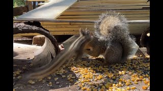 Cat TV Dog TV Chipmunk Collides with Startled Squirrel [upl. by Ynej]