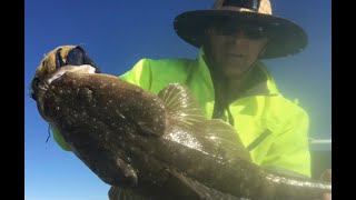 Fishing for Flathead and Snapper Lake Macquarie using vibes and soft plastics [upl. by Aysahc]