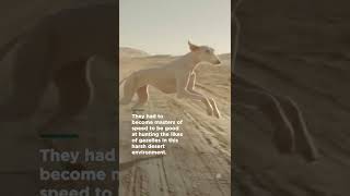 The saluki is one of the fastest land predators on Earth  Smithsonian Channel Shorts [upl. by Ruscher]