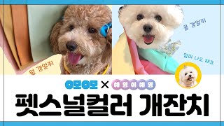 완전 다 개판이야 울 댕댕이한테 잘 어울리는 컬러 궁금한 사람 모이시개🐾 오모오모 하우스X예영이예영의 꼴라보 [upl. by Dombrowski]