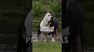 3 razas de perro prohibidas en diferentes paises debido a su peligrosidad Parte 1 perros dogs [upl. by Yorick244]