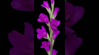 TimeLapse Of Blooming Purple Gladiolus Flower  blooming timelapse flower rose flowers [upl. by Anirahc783]