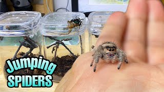 Feeding my ADORABLE jumping spiders Phidippus regius Update [upl. by Katy]