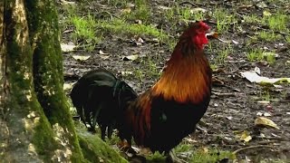 Rooster nonstop crowing in the morning [upl. by Elexa]