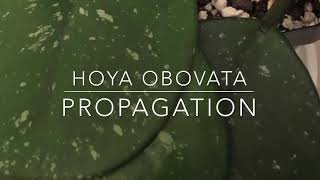 Hoya obovata propagation [upl. by Allebara]