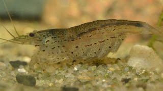 Amano Shrimp Caridina multidentata  Breeding Part 1 [upl. by Fesoy]