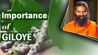 Amazing Benefits of Giloy  Swami Ramdev [upl. by Helga]