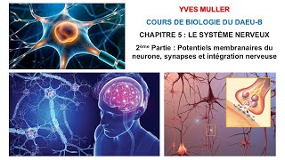 Chapitre 5  2ème Partie  Potentiels membranaires du neurone synapses et intégration nerveuse [upl. by Alisen]