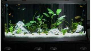 72 gallon bow front aquarium and cabinet project part 3 of 3wmv [upl. by Mcgray842]