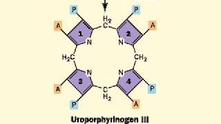 Biosynthesis of Heme porphyrin ring  Heme [upl. by Yehus]