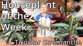 Triostar Stromanthe  Houseplant of the Week [upl. by Kyla810]