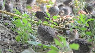 Bobwhite Quail  Sounds and Calls of Chicks and Juveniles [upl. by Hayton714]