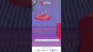 Thats how Lipid bilayer works science sciencefacts biotechnology cellbiology lipids [upl. by Idarb]