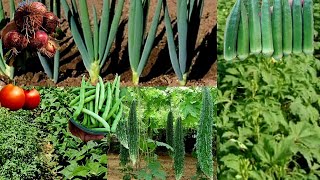 Companion Planting With Bitter Gourd 5 Crops You Can Intercrop Tomato Beans Onions Karela amp Okra [upl. by Ahsatsan]