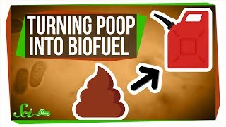 Purple Bacteria Turning Poop Into Biofuel [upl. by Bolanger]