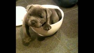 Blue english staffordshire bullterrier puppy [upl. by Orgell]